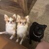 chihuahualover2